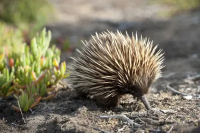 Kangaroo Island Wildlife Tour: Seal Bay & Greifvögel