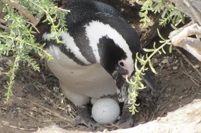 Punta Tombo: Visita à colônia de pinguins com grupos pequenos