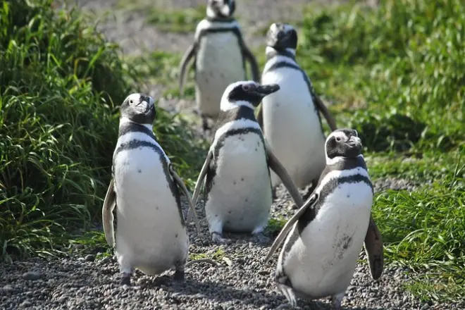 Tour a pingüinos en Punta Tombo: Caminata de 3 km entre pingüinos