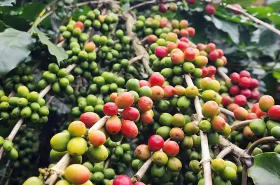 Da Hanoi a Son La: 2 giorni tra piantagioni e caffè artigianale