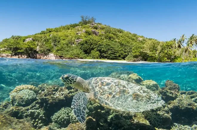 Snorkeling et faune aux îles Cousin, Curieuse et St. Pierre