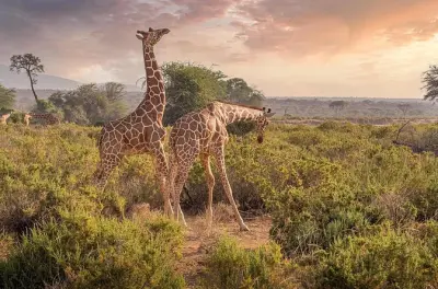 Safari de un día a Chobe desde Victoria Falls: Avistamiento de animales