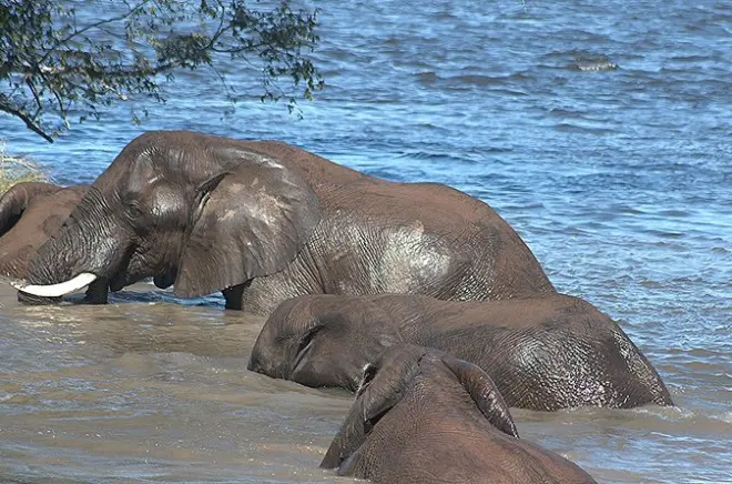 Safari e camminata con rinoceronti nel parco Mosi-oa-Tunya