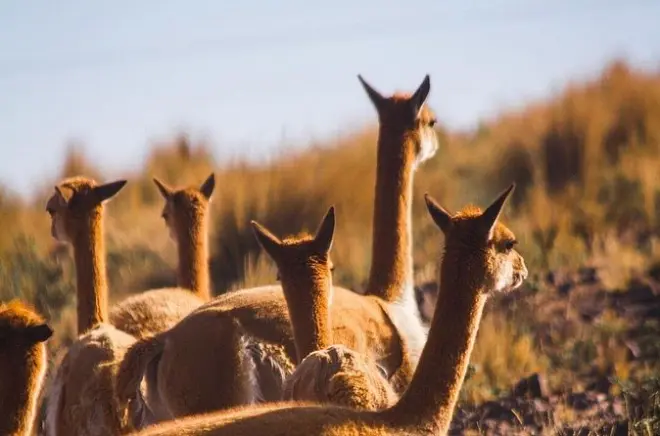 Santuario di vicuña e camelidi nella Riserva Pampas vicino a Nazca