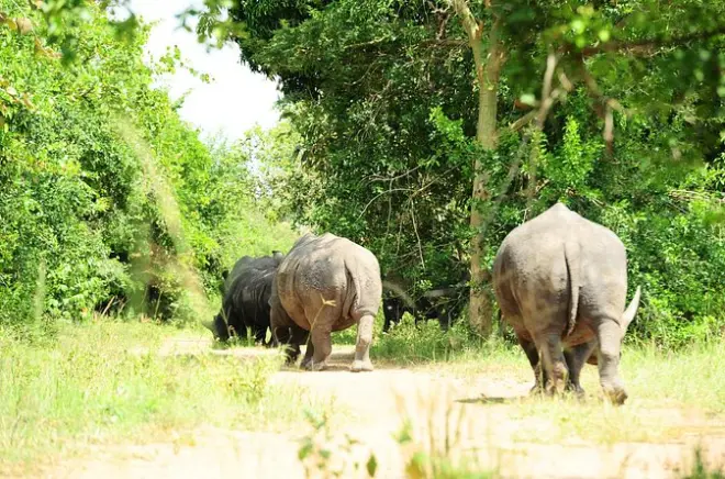 Safari 10 giorni gorilla e scimpanzé a Bwindi e Murchison Falls