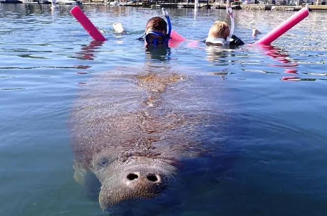 Snorkeling con i lamantini a Crystal River: Tour in piccolo gruppo