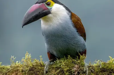 Réserve Tinamu près de Pereira avec 500 espèces d’oiseaux rares