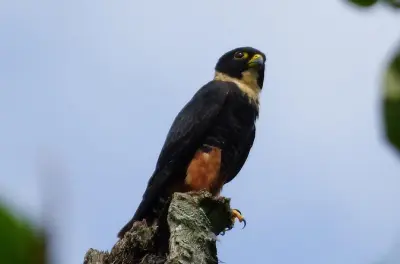 Observation privée des oiseaux à Tinamu depuis Pereira