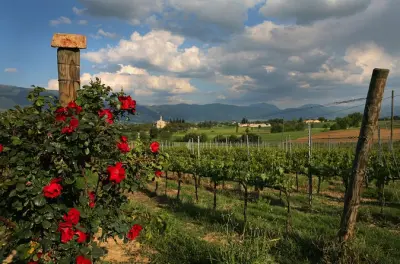 Montefalco: Tour e degustação na vinícola da família Valentini