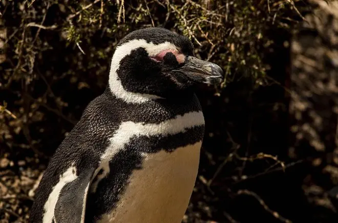 Punta Tombo y pingüinos desde Puerto Madryn en excursión marítima