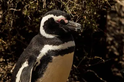 Punta Tombo y pingüinos desde Puerto Madryn en excursión marítima