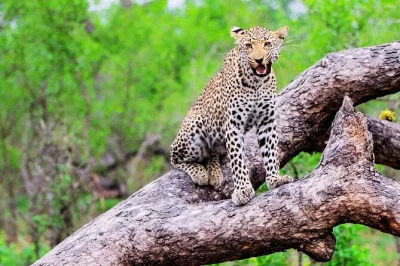 Experience a real kruger national park safari in 2 days from cape town. includes flights, big 5 game drives, lodge stay, and transfers. book your adventure.