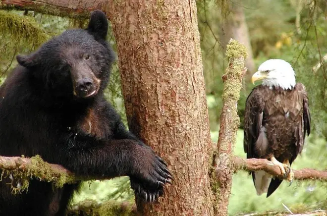 Ketchikan privé avec faune et randos dans la forêt de Tongass