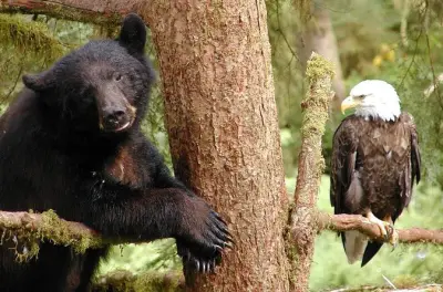 Ketchikan privé avec faune et randos dans la forêt de Tongass