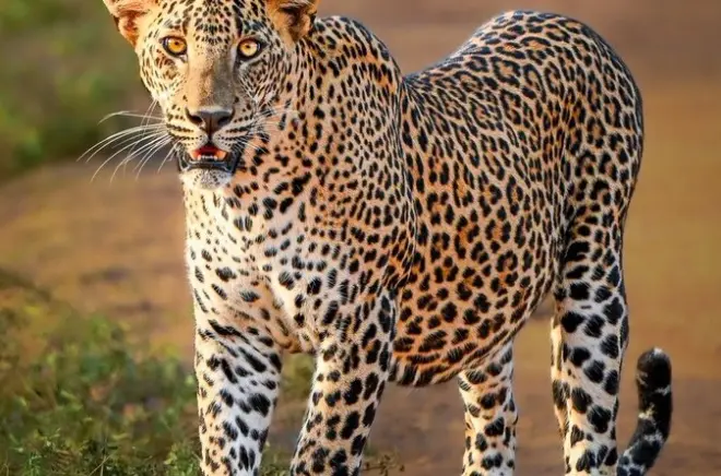 Safari no parque nacional Yala com leopardos e vida selvagem