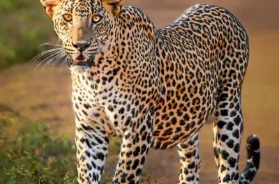 Safari no parque nacional Yala com leopardos e vida selvagem