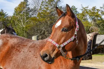 Balade à cheval Liban : 90 minutes dans le parc des cèdres du Liban