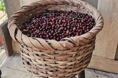 Degustação de café na Costa Rica: Conheça todo o processo