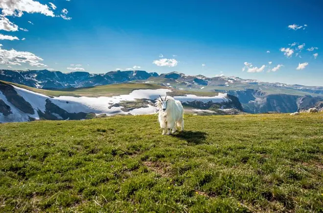 Beartooth Highway Montana tour privato: Stambecchi, orsi, lupi