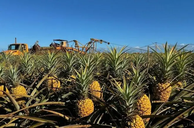 Tour na fazenda de abacaxi Dole em Honolulu: Veja a colheita