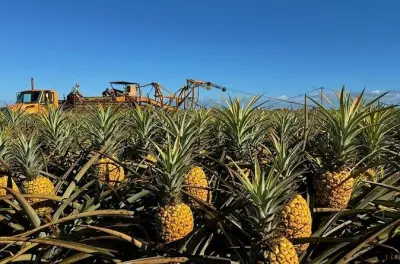 Tour por la plantación de piña Dole desde Honolulu: Ver la cosecha