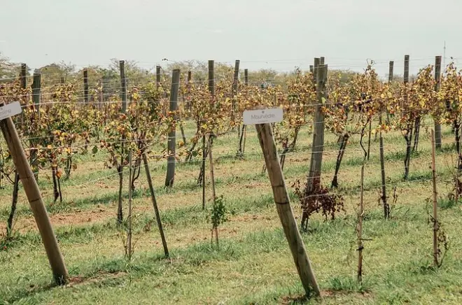 Degustazione e pranzo a Bodega Gamboa vicino a Buenos Aires