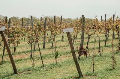 Degustazione e pranzo a Bodega Gamboa vicino a Buenos Aires