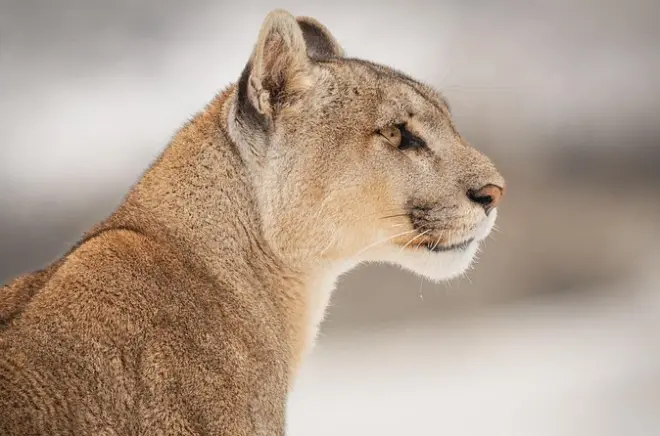 Puma sighting tour Torres del Paine from Puerto Natales