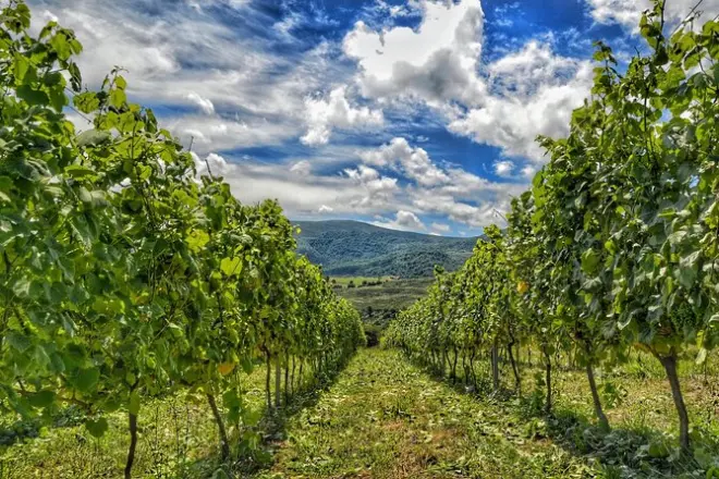 Tour de vinho e queijo em Cantábria: Degustações artesanais e almoço
