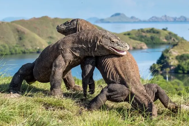Schnorcheln in Labuan Bajo: Private Komodotour mit Mantarochen