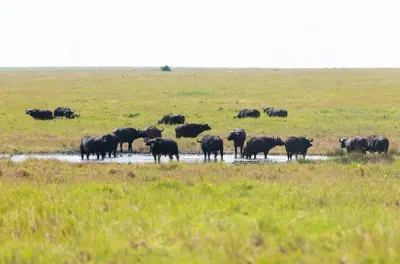 Safari 4 jours en Tanzanie : Cratère de Ngorongoro et Serengeti
