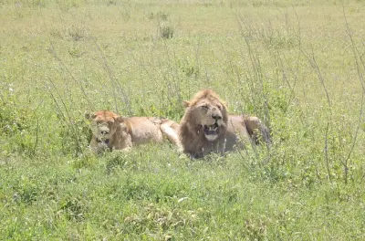 Safari privado de 3 dias no Serengeti com saída de Zanzibar