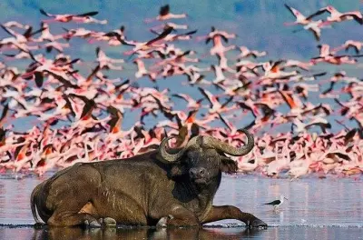 Safari de 5 días en Masai Mara: Valle del Rift y lagos