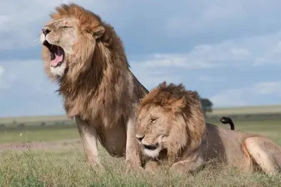 Nairobi Nationalpark, Giraffenzentrum & Karen Blixen: Tagestour