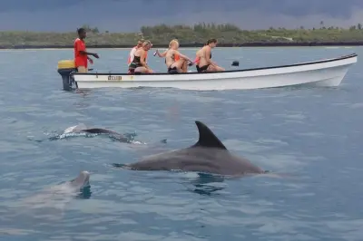 Delfintour Sansibar: Schwimmen Sie mit wilden Delfinen in Kizimkazi