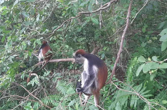 Jozani Forest Mangroves Tour: Affen & Steg