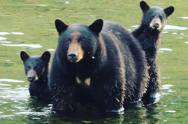 Tour privé à Ketchikan : Faune, totems et forêt de Tongass