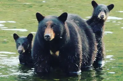 Tour privé à Ketchikan : Faune, totems et forêt de Tongass