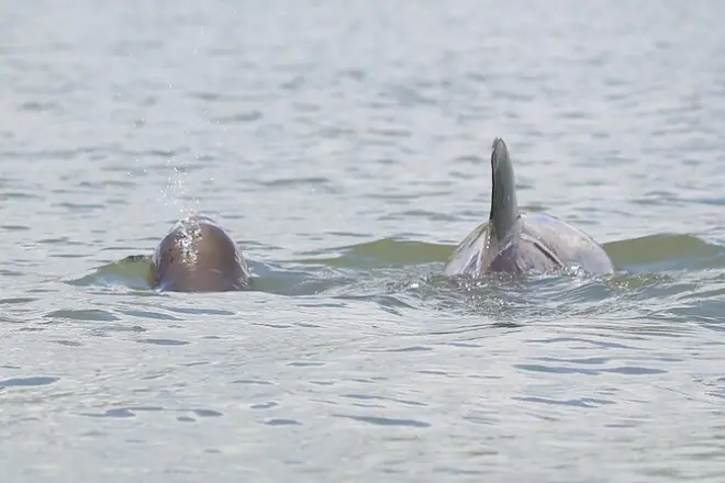 Kayak Dolphin Tour North Indian River Lagoon: Small Group