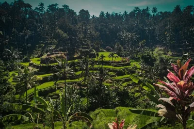 Scopri le terrazze di riso di tegallalang a bali, partecipa a un rituale nel tempio tirta empul, assaggia il caffè fresco e rilassati alle terme naturali di batur. pickup incluso.