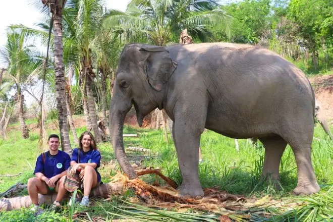 Santuario de elefantes en Pattaya: Alimentar y pasear con ellos
