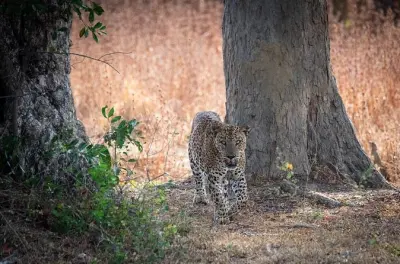 Yala Nationalpark Jeep-Safari mit bevorzugtem Eintritt ohne Anstehen