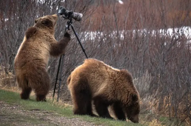Private Yellowstone Tour: Wildlife & Scenic Wonders