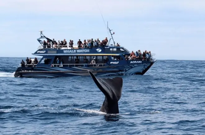 Tour de observação de baleias de Christchurch a Kaikoura: Cachalotes e focas
