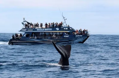 Christchurch to Kaikoura Whale Watch Tour: Sperm Whales & Seals