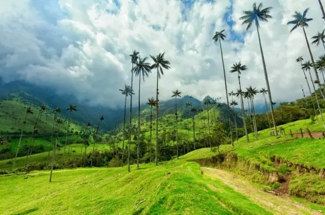 Balade à cheval de 30 min dans la vallée de Cocora et ses palmiers