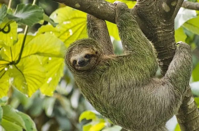 Roatán santuario de perezosos y monos con descanso en playa West Bay