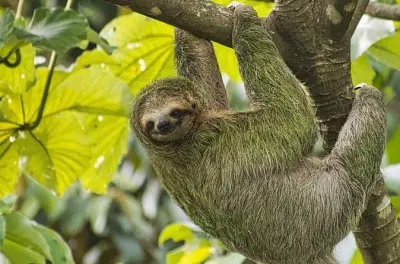 Roatán santuario de perezosos y monos con descanso en playa West Bay