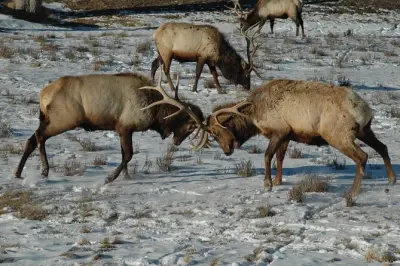 Grand Teton sunrise tour from Jackson: Private van, 5 stops