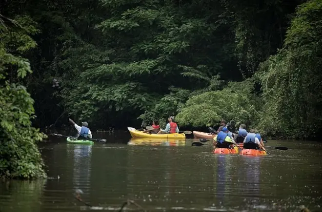 Faune sauvage dans les canaux de Tortuguero en kayak paisible